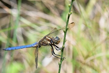 libellule bleue