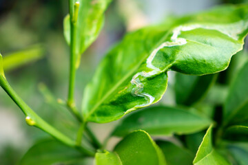 レモンの葉っぱに虫の害虫被害。