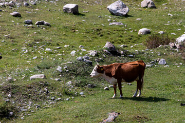 Cow herd grazing on a beautiful green meadow, with mountains in background.