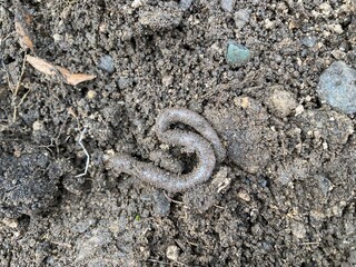 Earthworm