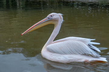 Pelican in  the Water