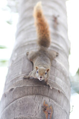 A squirrel on coconut tree