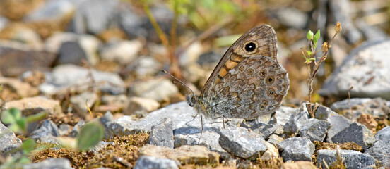 Mauerfuchs // wall brown (Lasiommata megera)  © bennytrapp
