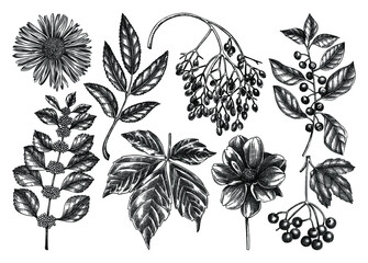 Hand sketched autumn plants collection. Elegant and trendy botanical elements. Hand-drawn autumn leaves, berries, flowers illustrations. Perfect for invitations, cards, flyers, menu, label, packaging.