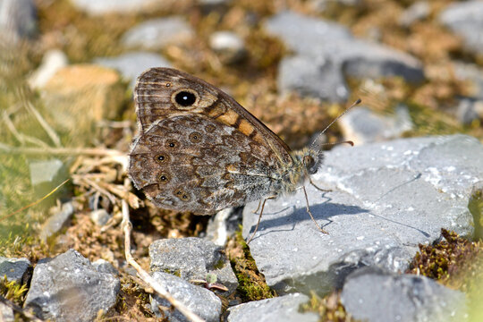 Mauerfuchs // wall brown (Lasiommata megera) 