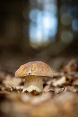 Amazing edible mushroom boletus edulis in autumn forest