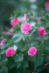 Photo of a blooming pink mallow bush.