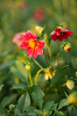 Fototapeta premium Photo of red dahlias at sunset.