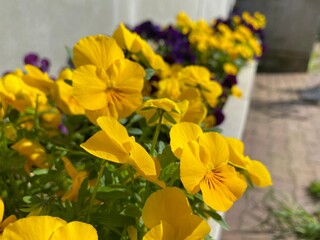 yellow flowers in the garden