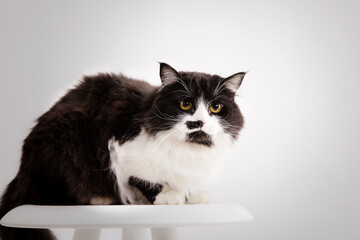 Cute Cat on white background