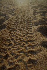Single vehicle tyre track in bumpy brown beach sand