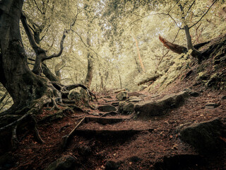 Mystical forest pathways and moss covered trees. The magical forest path ways and moss covered trees conjures a mystical dream like image of nature.