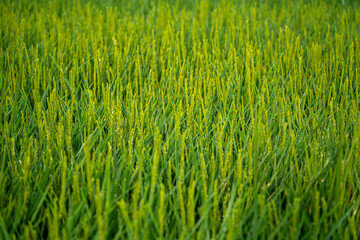 Fototapeta premium Beautiful green rice field background on Albufera natural park in Valencia (Spain) on sunrise. Agriculture harvest concept.