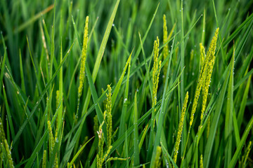 Beautiful green rice field background on Albufera natural park in Valencia (Spain) on sunrise. Agriculture harvest concept.