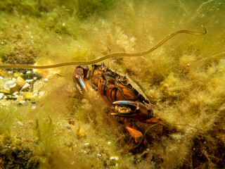 A close-up picture of a crab among seaweed. Picture from The Sound, between Sweden and Denmark