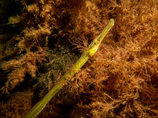 Obraz na płótnie Canvas A close-up picture of a straightnose pipefish, Nerophis ophidion, among seaweed and stones. Picture from The Sound, between Sweden and Denmark
