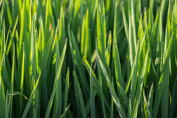 Beautiful green rice field background on Albufera natural park in Valencia (Spain) on sunrise. Agriculture harvest concept.