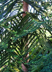 Trees in nature outdoors.