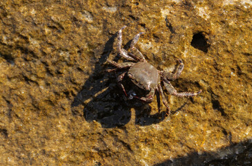 Crab on a stone