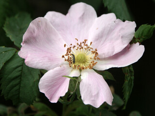 Obraz premium DCF 1.0