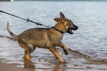 An eleven weeks old German Shepherd puppy playing in the water