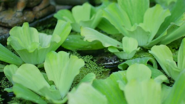 A frog in aquatic plants hides under water in fright