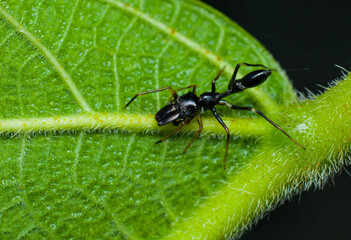 The elusive and rare male ant mimic spiders. All Black Male Ant Mimic Spider. Ambush predator, hunt alone with its folded and extended poisonous pedipalps, prey om mainly ants hence its name.