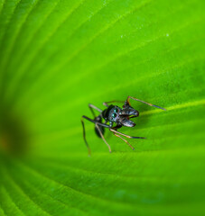 The elusive and rare male ant mimic spiders. All Black Male Ant Mimic Spider. Ambush predator, hunt alone with its folded and extended poisonous pedipalps, prey om mainly ants hence its name.