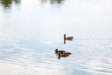 a duck with three grown-up ducklings swim in a pond