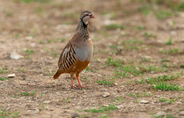 Close up of a  Red-legged or French Partridge, Scientific name: Alectoris rufa, facing right on natural farmland habitat at sunset.  Clean background.  Space for copy.  Horizontal.