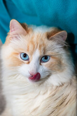 A white fluffy cat is licking his lips. White cat with blue eyes close-up. The concept of pets