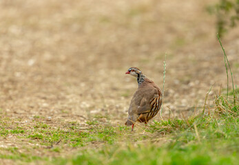 Red-legged or French partridge on natural farmland habitat, facing left.  Blurred background.  Space for copy.  Horizontal.  Scientific name:  Alectoris Rufa.