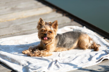 a Yorkshire terrier dog lies on a blanket on a sunny day on the pier