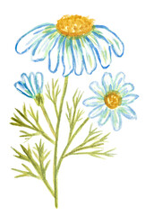Watercolor drawing of a blooming chamomile stem. Hand-drawn flower clipart isolated on white background