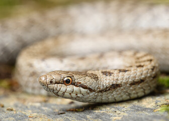 Obraz premium Smooth snake, Coronella austriaca in the pyrenees