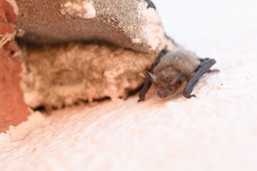 The common pipistrelle (Pipistrellus pipistrellus)