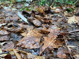 autumn leaves on the ground