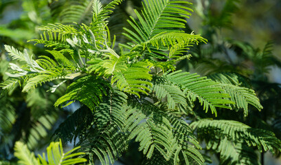 Fototapeta na wymiar New green leaves Acacia dealbata mimosa tree (silver or blue wattle) in Adler Sochi street. Branch of mimosa with graceful young foliage in early spring. Lovely spring background for design.