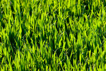 Weidegras im Detail in der Sonne als Textur