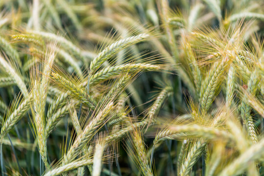 Tritikale als Mischung aus Weizen und Roggen im reifen Erntebestand 