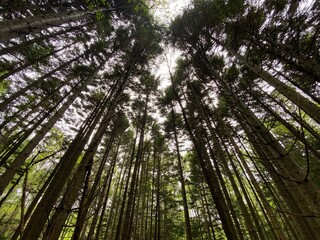 Fototapeta premium green bamboo forest
