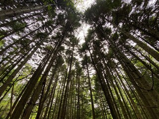 green bamboo forest