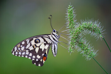 Papilio butterfly or The Common Lime Butterfly resting on the flower plants in its natural habitat with a nice soft green blurry background.