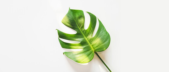 Monstera green leaves in dark tones on a white background. abstract tropical leaf green leaf texture