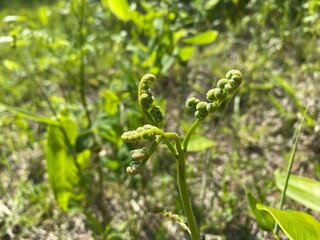 close up of a plant