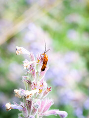 Macro shot of a coleoptera insect hanging on a flower