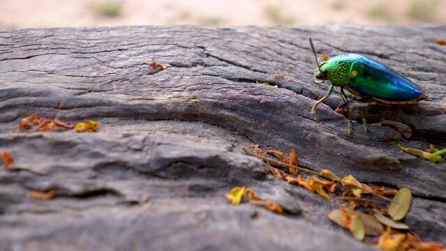 Jewel beetle bug or Chrysocoris stollii walking on the wooden texture. Bug, insect sternocera and green head with wings. 4K