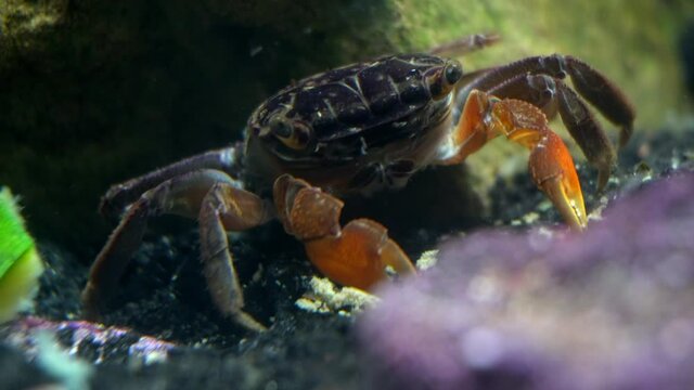 A red claw crab (Perisesarma bidens) eats particles of food.