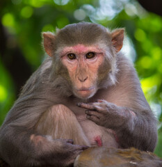 Portrait of a Lovely Young Rhesus macaque monkey or Primate or also known as Macaca in a playful mood looking into  the camera in an adorable way