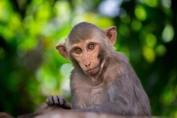 Portrait of a Lovely Young Rhesus macaque monkey or Primate or also known as Macaca in a playful mood looking into  the camera in an adorable way